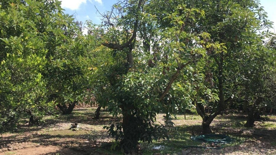 Las Carretas Ixtlahuacan de los Membrillos
