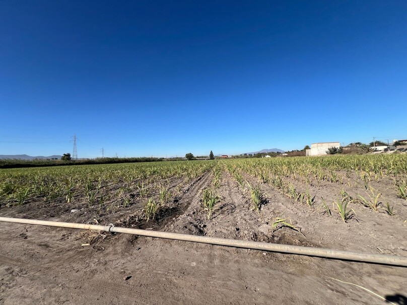 Se Vende Increible Terreno En Tala Con Acceso Por Carretera Perfecto Para Proyecto Industrial