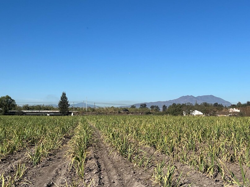 Se Vende Increible Terreno En Tala Con Acceso Por Carretera Perfecto Para Proyecto Industrial