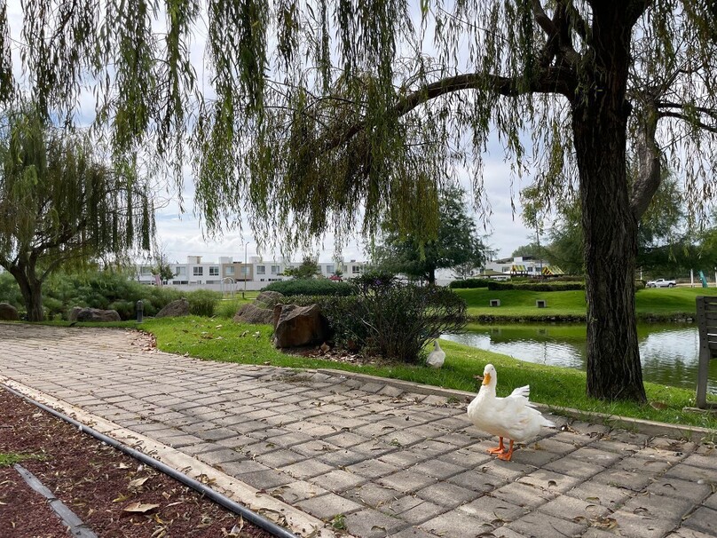 EN VENTA CASA EN EL CAMPESTRE RESIDENCIAL