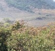 Predio el Tecolote,en La Venta del Astillero