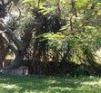 Ixtlahuacan de los Membrillos