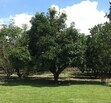 Las Carretas Ixtlahuacan de los Membrillos