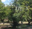 Las Carretas Ixtlahuacan de los Membrillos