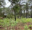 Terreno en Venta en Camino Real Mazamitla