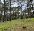 Terreno en Venta en Camino Real Mazamitla