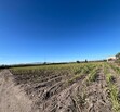 Se Vende Increible Terreno En Tala Con Acceso Por Carretera Perfecto Para Proyecto Industrial