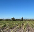 Se Vende Increible Terreno En Tala Con Acceso Por Carretera Perfecto Para Proyecto Industrial