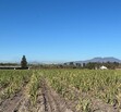 Se Vende Increible Terreno En Tala Con Acceso Por Carretera Perfecto Para Proyecto Industrial